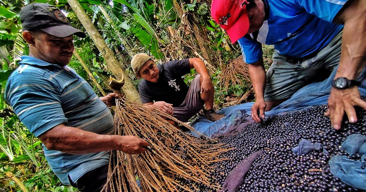 Asaí, la exótica y nutritiva fruta amazónica (Foto: Papito Richter)